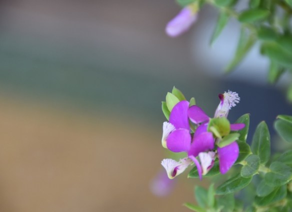 310816B ckh 69 (1024x745)