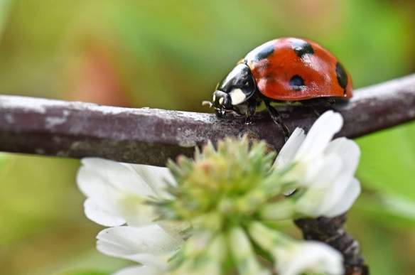 020916 PL　Ｔａｎ