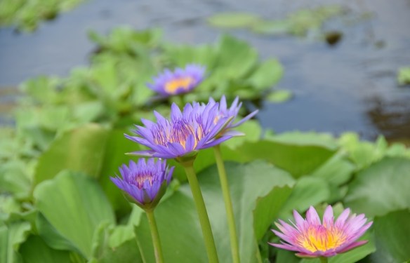 030916 ckh 122 DSC_0138