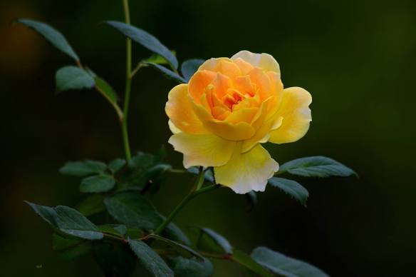 060916 Li Jia Yong 61