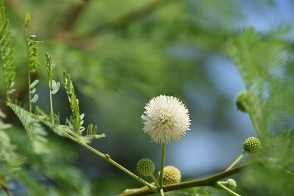 170916-ckh-123-dsc_0187