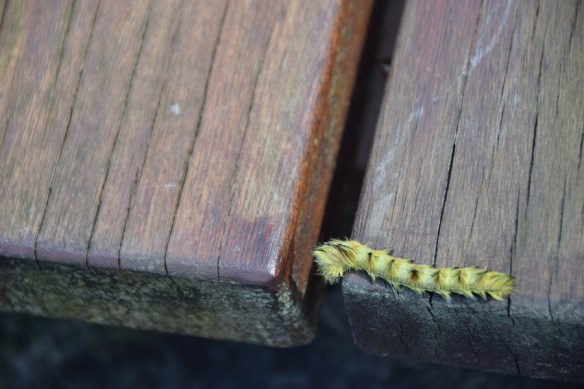 151016-ckh-132-dsc_0311