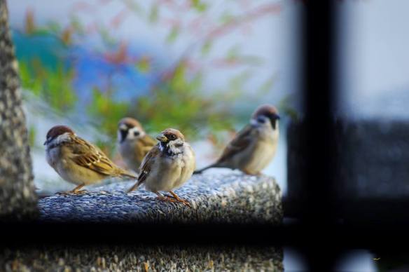 101116-li-jia-yong-66