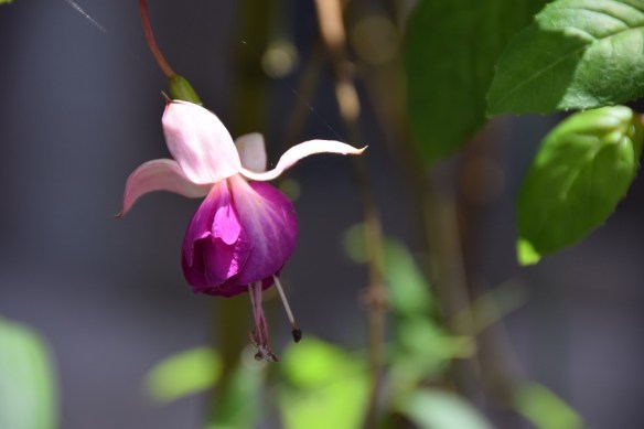 261116-ckh-130-dsc_0292