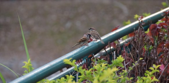 021216-ckh-140-dsc_0599