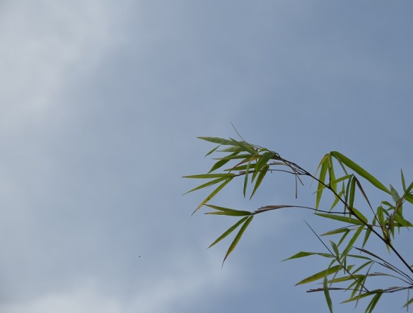 270217-ckh-122-dsc_0159